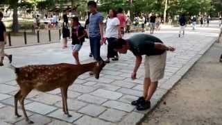 Cute Japanese Polite Bowing Deer Nara Park Japan [upl. by Gregor]