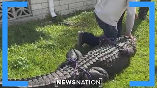 Alligator killed after human body pulled from Florida waterway  Morning in America [upl. by Tennes622]