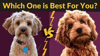 Cavapoo vs Cockapoo  Best Comparison Of Two Poodle Mix Breeds [upl. by Revned346]