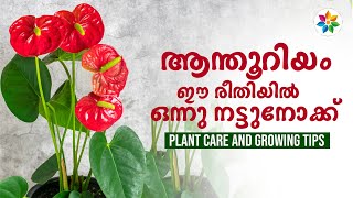 ആന്തൂറിയം ചെടി പരിപാലനം  Anthurium plant care in malayalam Chinju Joseph gardeningtips anthurium [upl. by Fenn]