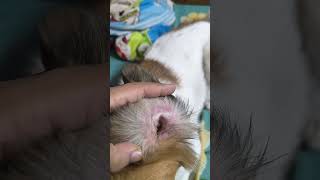 Dog has ear infection Ear wax Itching [upl. by Noryak]