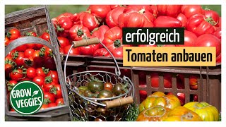 Tomaten erfolgreich anbauen  Tipps Aussäen Vorziehen Anzucht Pikieren Pflanzen Pflegen [upl. by Rugen639]