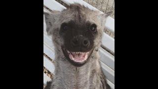 Hyena cub plays fetch [upl. by Naiva]