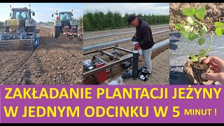 Zakładanie Plantacji Jeżyny Deserowej od Podstaw Po Efekty Końcowy Odcinek 6 minut [upl. by Oicanata]