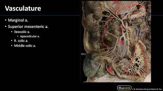 Abdominal Vasculature  Dissection Supplement [upl. by Biddie]