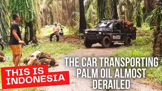 Unbelievable 10Meter Tall Palm Oil Harvest Will Leave You Speechless real life farmer [upl. by Witt]