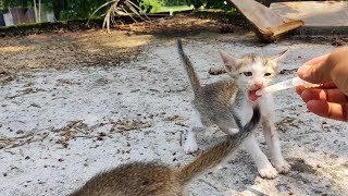 How To Feed kitten With a Syringe  read description [upl. by Jaye]