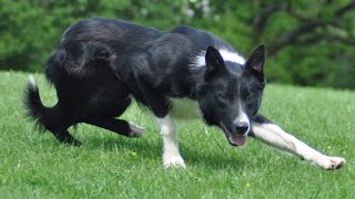 Lot 43 Pentre Jim  3724  Farmers Marts Dolgellau Online Sheepdog Auction [upl. by Atileda]