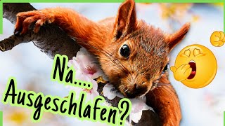 Guten Morgen 🌞 Süße Grüße amp GUTE LAUNE zum Teilen 🐿 [upl. by Shamma]