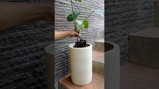 Repotting monstera borsigiana to ANTI terracotta pot foryou plantparent garden diy home [upl. by Atsylak]