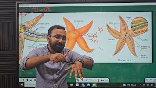 Echinodermata  একাইনোডার্মাটা  প্রাণীর বিভিন্নতা ও শ্রেণিবিন্যাস Zoology Chapter 1 [upl. by Haag]