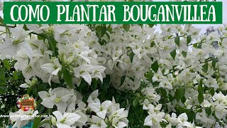 Dicas para saber plantar bougainvíllea ou primavera em vasos [upl. by Notlim]