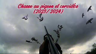 Chasse au pigeon et corvidésbonus 20232024 [upl. by Coppock]