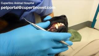 Anesthesia Free Dental Cleaning on Dog [upl. by Doralia48]