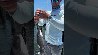 Cant Beat Mangrove Snapper Fishing In The Summertime [upl. by Metah]