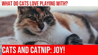 Cats amp Their Favorite Catnip Mice A Blissful Playtime Adventure [upl. by Halliday]