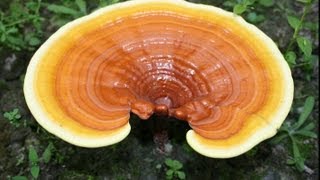 Health Benefits Of Reishi Mushroom [upl. by Alcinia297]