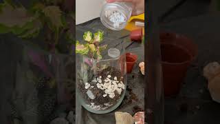 How to make the best terrarium trending tutorial plants [upl. by Fulmis]