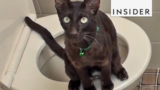 How To Potty Train Your Cat [upl. by Myrle]