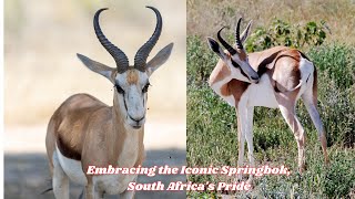 embracing the iconic springbok south africas pride [upl. by Grishilda]