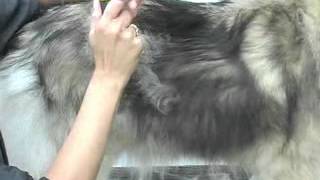 Furminator  Keeshond  usuwanie podszerstka u psa [upl. by Camile]