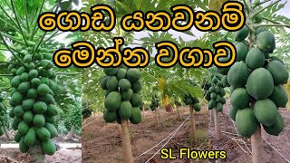 Papaya plantation  අතමිට සරුකරන පැපොල් වගාව  How to care and grow Papaya tree plant [upl. by Ahcsas]