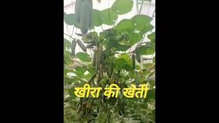 Machan per khira ki kheti khira farming new trending shortvideos [upl. by Tenej]