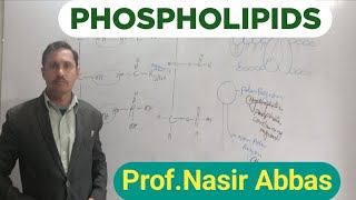 Phospholipids  Structure  Phosphatidylcholine  Ethanolamine  Importance  1st year Biology [upl. by Land610]