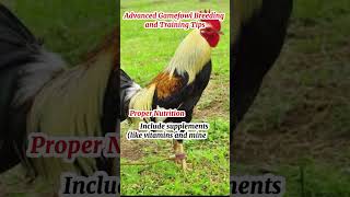 Gamefowl tips [upl. by Aronel665]