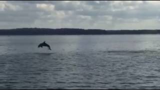 Ein Delfin in Eckernförde Hier springt er durch die Ostsee [upl. by Ogirdor]