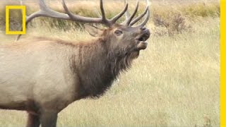 Listen These Elk Sound Terrifying Like Ringwraiths  National Geographic [upl. by Aneleve313]