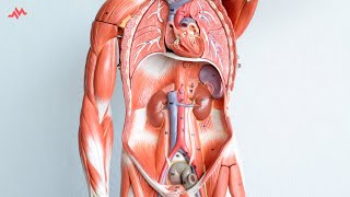 Abdominal Anatomy  Retroperitoneal Organs SAD PUCKER Mnemonic [upl. by Atsirhcal]