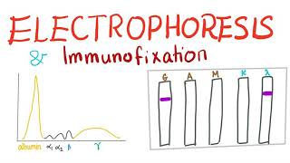 Electrophoresis Immunoelectrophoresis and Immunofixation [upl. by Lazos438]