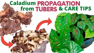 Caladium Propagation from Tubers Bulbs and Care Tips [upl. by Alletnahs586]