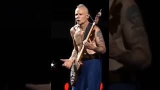 flea redhotchilipeppers cantstop bass [upl. by Llednek]