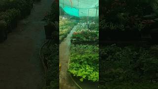 Nurseries of Bangalore 🌹🌻shorts youtubeshorts [upl. by Cleaves]