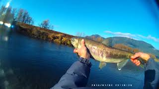 Vedder River Salmon Fishing Chilliwack River Salmon Fishing November 10 2017 [upl. by Euf]