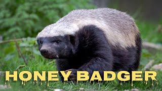 Honey badger sound [upl. by Behrens689]