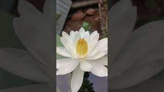 Beautiful water lily flower blooming maya santali succulent gardening plant short [upl. by Katrinka]