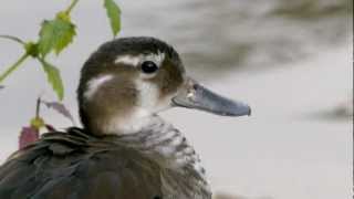 Ringed Teal Callonetta leucophrys ♀  Rotschulterente 05 [upl. by Aselehc]