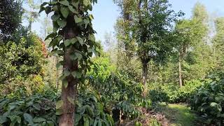 8 Acres of coffee estate for sale in Sakleshpur [upl. by Aralomo453]