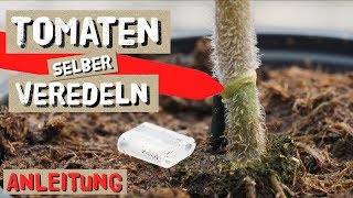 Tomaten einfach selbst Veredeln  Komplettanleitung [upl. by Acinoed]