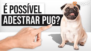 ADESTRAR PUG  15 Minutos Por Dia [upl. by Durnan]