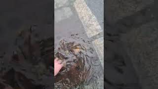 Storm drain unclogging [upl. by Shoshanna]