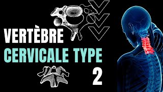 ANATOMIE dune VERTÈBRE CERVICALE type 22 [upl. by Eekcaj]