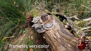 Trametes versicolor Turkey tail Australia [upl. by Bethesda]