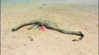 Did A Plesiosaur Wash Up On A Beach In South Georgia [upl. by Libove]