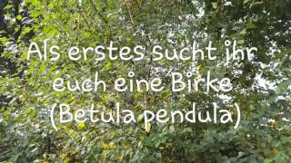 Birke Betula pendula einfach vermehren durch Samen [upl. by Odysseus]