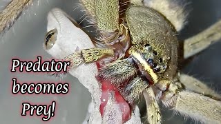 quotGiant huntsman spider devouring a house geckoquot [upl. by Yelich]