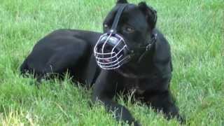 Dog wire muzzle for Cane Corso [upl. by Eeliak889]